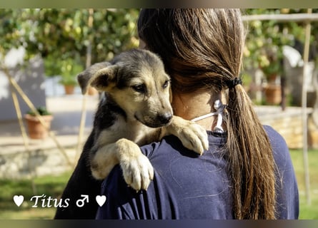 Teddy und seine Geschwister suchen ab September ein Zuhause