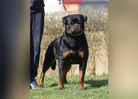 Rottweiler welpen