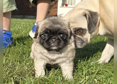 Mops Welpen  ( Altdeutsche )