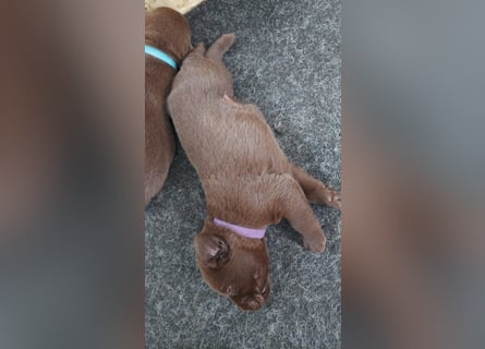 Ein brauner Labradorwelpe (Hündin) in liebevolle Hände abzugeben.