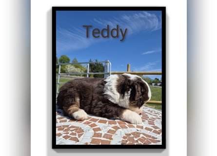 ❤️Wunderschöne ASCA Australian Shepherd Welpen ❤️