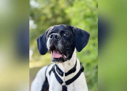 Sangria  - Pointer, lieb und verträglich, auch mit Katzen