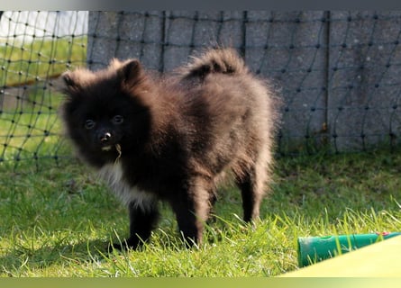 Zwergspitz Pomeranian Welpen Bärchengesichter mit Ahnentafel