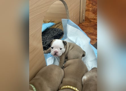 Englische Bulldoggen Welpen– 7 süße Mädels suchen bald ein Zuhause!