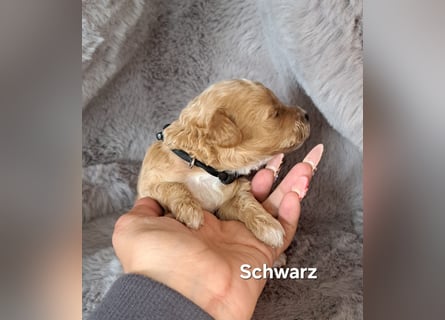 Maltipoo Welpen