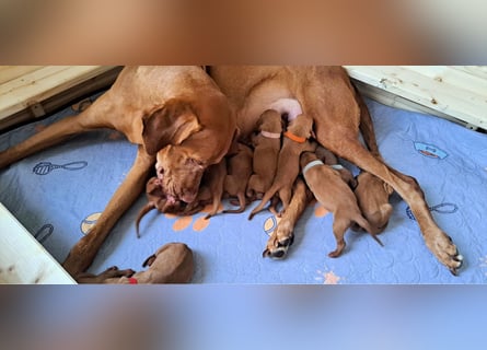 Magyar Vizsla Welpen reinrassig