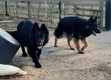 Altdeutsche Schäferhund Hündin