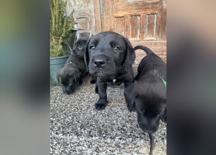 8 Labrador Retriever Rhodesian Ridgeback Welpen in Sonderfarbe seal