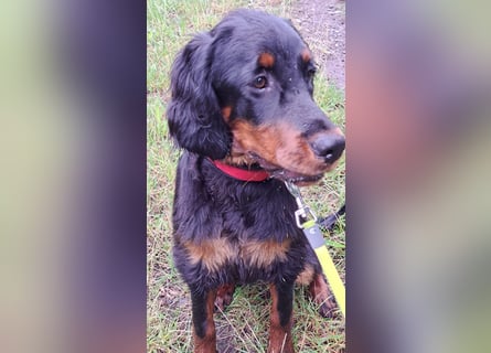 Unser letztes Gordon Setter Mädchen Sally sucht nette Kuschelpartner