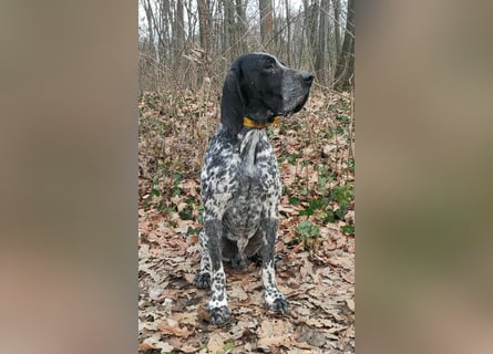 Braque d'Auvergne (Auvergne Vorstehhund) Welpe