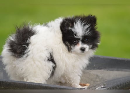 Zwergspitz-Yorkshire Terrier Mix Welpen zu verk.