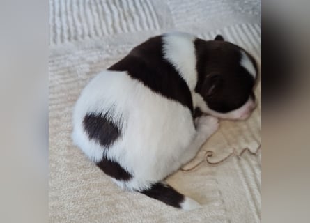 Bezaubernde Welpen aus Bolonka Zwetna und Pomeranian (Zwergspitz)