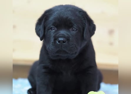 Labrador Welpen in schwarz- die Buben