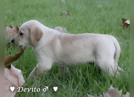 Danny,Debbie, Diddie, Donald und Devito suchen ein Zuhause