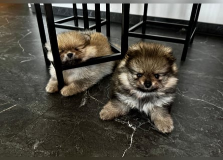 Reinrassige Pomeranian-Hündinnen mit Ahnentafel suchen ihre Traumfamilien
