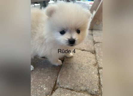 Pomeranian Zwergspitz Welpe