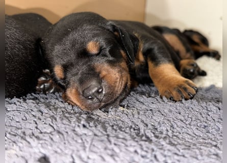FCI Dobermann Welpe aus Championlinie – Nebula Nero di Angelo