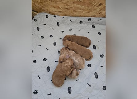Traumhafte Toypudelwelpen/Zwergpudelwelpen suchen ein liebevolles Zuhause