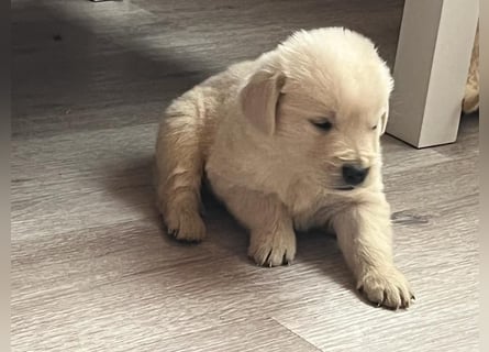Golden Retriever Welpen abzugeben