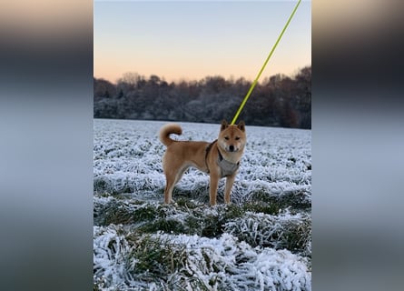 Wurfankündigung - Oktober 24 - Reinrassige Shiba - Inu Welpen! Langjährige Shiba-Liebe!