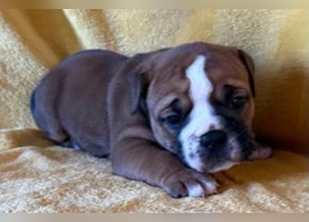 Continental Bulldog Welpen