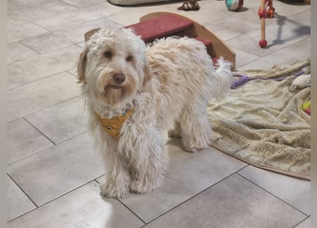 GOLDENDOODLE Traum ! Bezaubernde Welpen aus langjähriger+überprüfter Familienaufzucht.