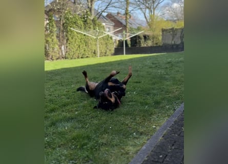 Rottweiler