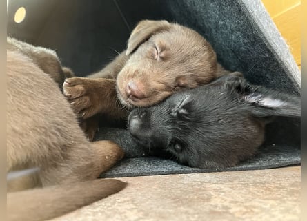 Labrador Mix Welpen