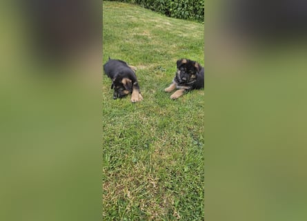 Schäferhund Welpen