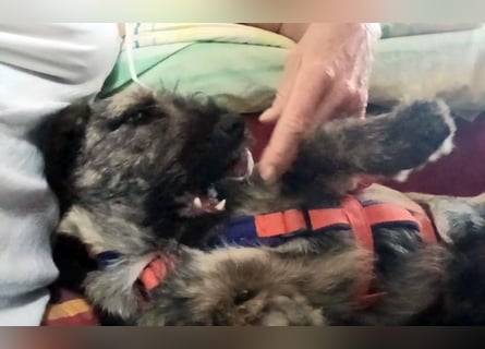 Mona – kleine Herzenshündin sucht ihr Für-immer-Zuhause