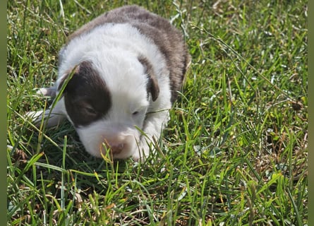 Border Collie Welpen