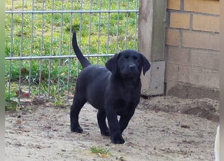 Wir haben ab 05.04. Reinrassige Labrador Welpen abzugeben
