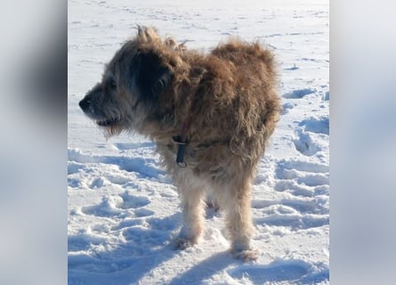 Briard Mischling abzugeben
