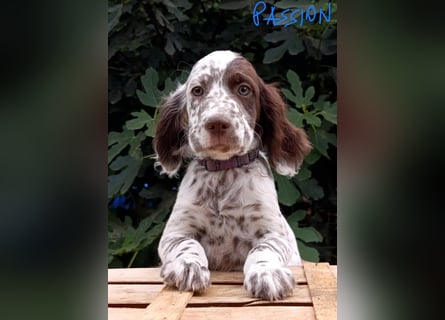 English setter Welpen (3 Rüden, 2 Hündinnen)