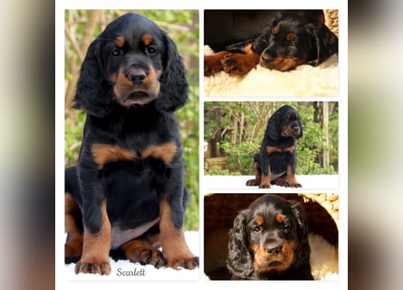 Verschmuste Gordon Setter aus familiärer Liebhaberzucht zu vermitteln