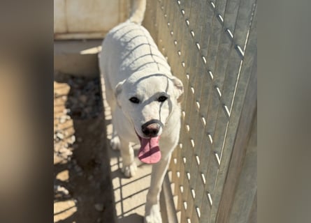 Wayne: er wäre gerne ein Familienhund