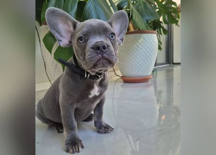 Französische Bulldoggen Welpen mit AT und Nase