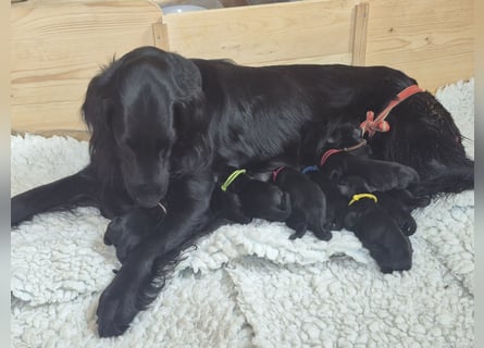 Schwarzer Flat Coated Retriever Rüdenwelpe