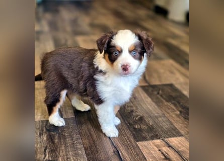 Mini Aussie Hündin / Mini American Shepherds aus Liebevoller Aufzucht