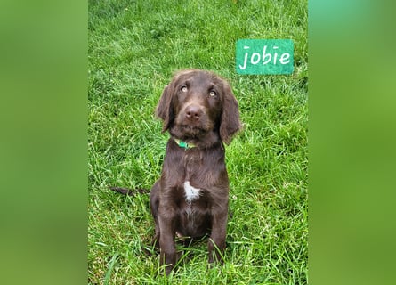 Welpen Labradoodle F1 Braun Könispudel x Labrador