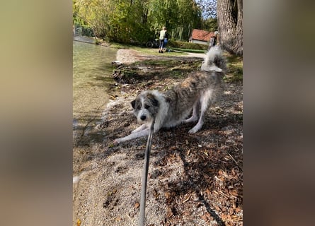 Liebenswerte Wilma sucht neues Zuhause