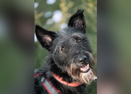Süsse Phoebe sucht ihr Für-Immer-Zuhause!