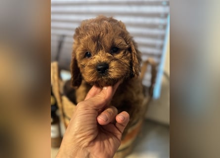 Cockapoo. F1 American Wurfankündigung Mai 2025