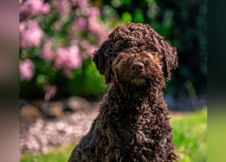 Lagotto Romagnolo Welpen, 6 Welpen suchen ein Zuhause