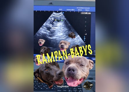 Kingzbullys Classic Edition/American Bully Classic