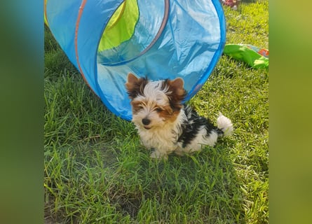 Biewer Yorkshire Terrier a la PomPon reinrassig / selten