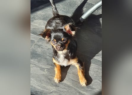 Super hübsche Black&tan langhaar Chihuahua Hündin aus bester Aufzucht