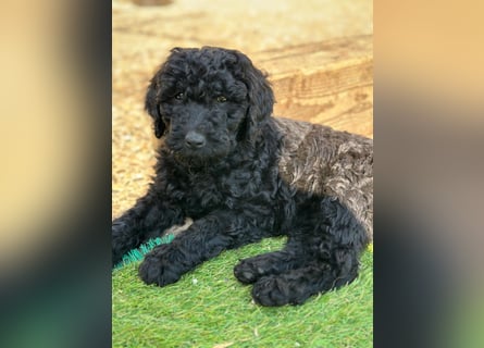 Goldendoodle F1b