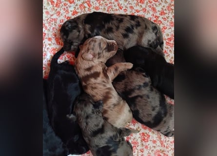Aussiedoodle Welpen mini / medium F1