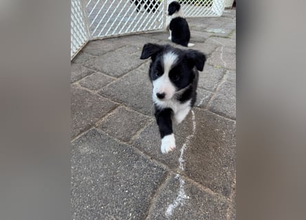 Border Collie welpen
